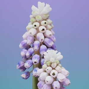 Meet your Posher, Candyce